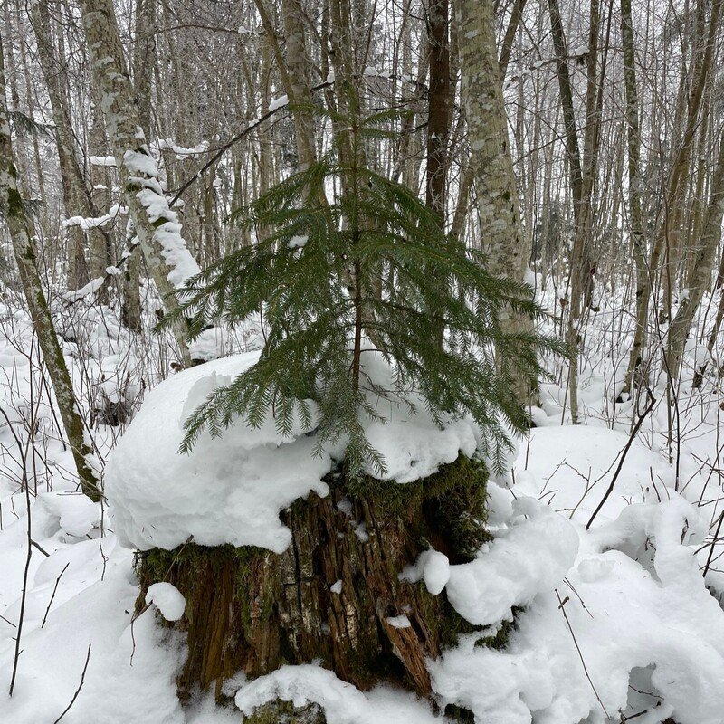 Juvenile Norway spruce growing from the stump of an older tree, highlighing the Estonian equivalent of the expressoin "a chip off the old block" (in Estonian "Käbi ei kuku kännust kaugele", literally: the cone doesn’t fall far from the stump.
